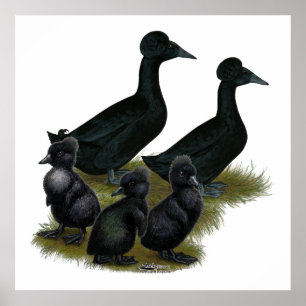 Póster Família com crista preta do pato