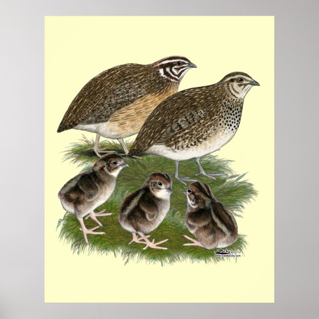 Poster Família Coturnix Quail (Frente)