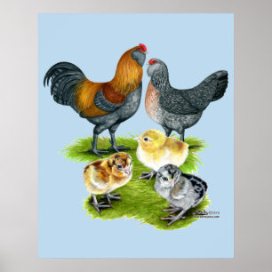 Póster Família da galinha de Ameraucana