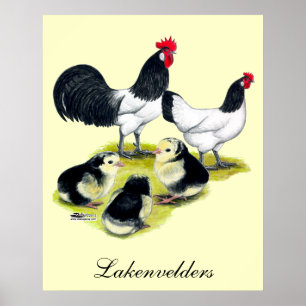 Póster Família da galinha de Lakenvelder