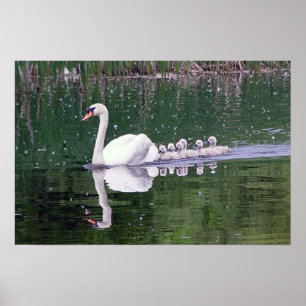 Poster Família das cisnes