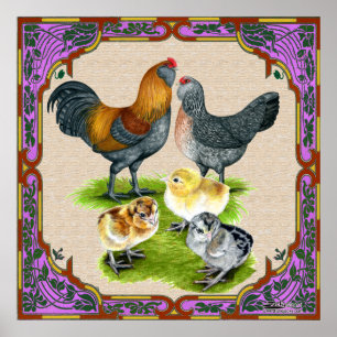Poster Família de Ameraucana quadro