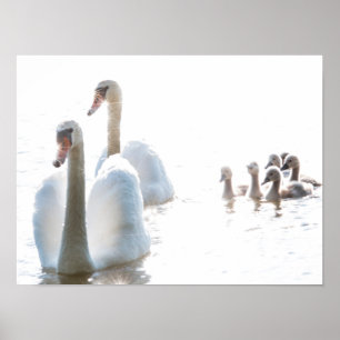 Poster Família de Cisne Branco com Cisnes Jovens Fotograf