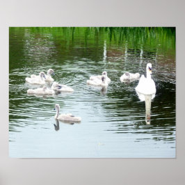 Póster Família De Cisnes