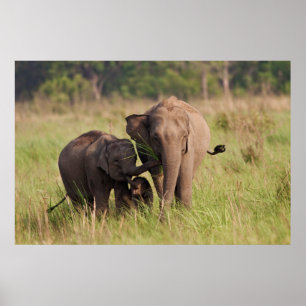 Póster Família de Elefantes Asiáticos Indianos na Savana