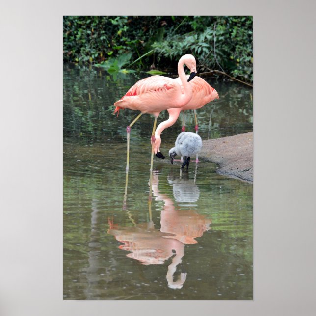 Póster Família de Flamingos Vadeando (Frente)