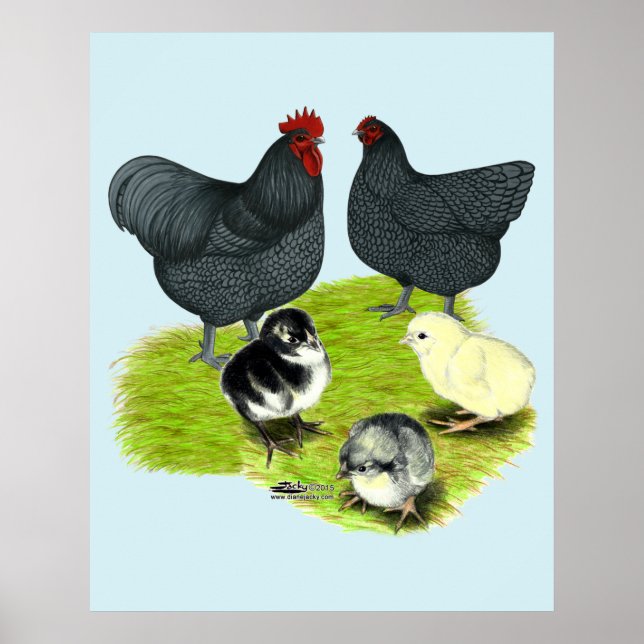 Poster Família de Frango Azul Orpington (Frente)