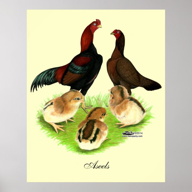 Póster Família de Frangos Aseel Black Red (Frente)