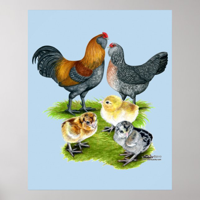 Póster Família de Galinhas Ameraucana (Frente)