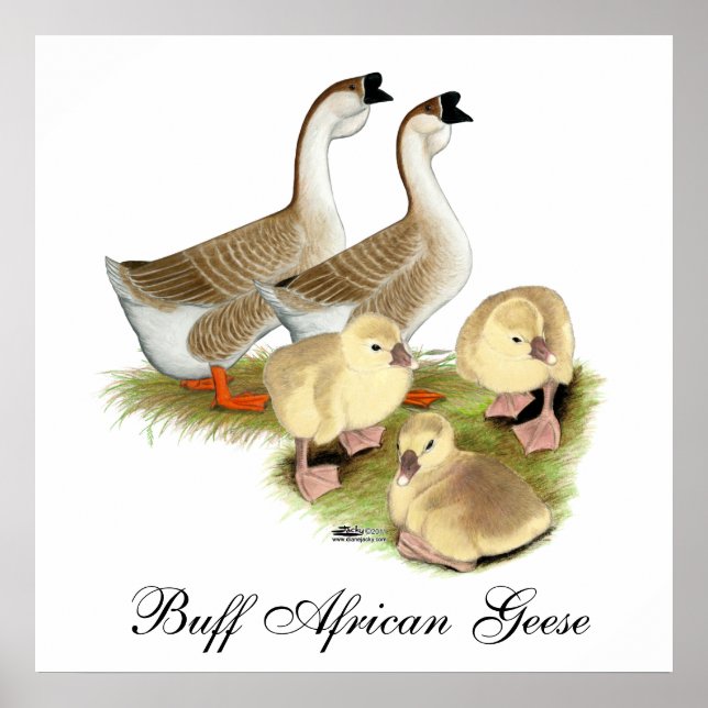 Póster Família de Ganso Africano Buff (Frente)