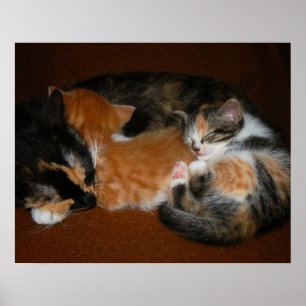 Poster Família de gatinhos sonolentos