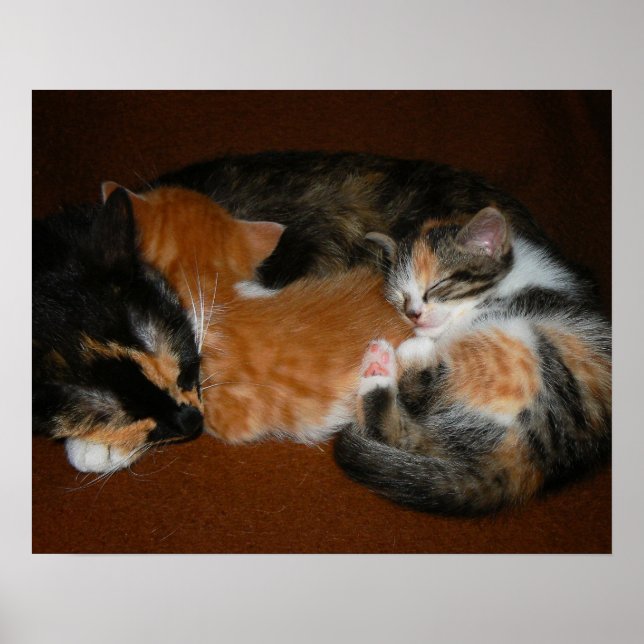 Poster Família de gatinhos sonolentos (Frente)