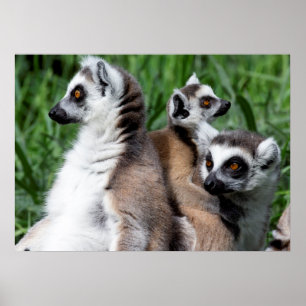 Poster Família de Lemur de Ring-tail