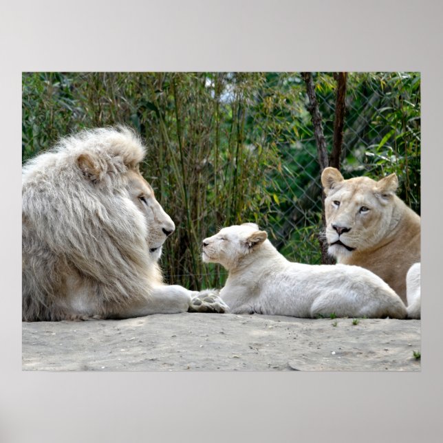 Poster Família de leões brancos deitada no chão (Frente)