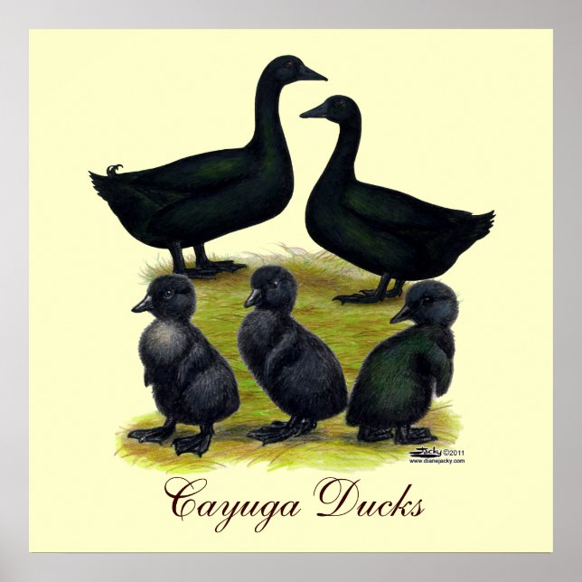 Póster Família de Pato Cayuga (Frente)