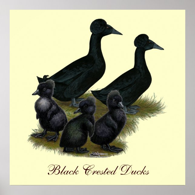 Póster Família de Pato com Topete Preto (Frente)