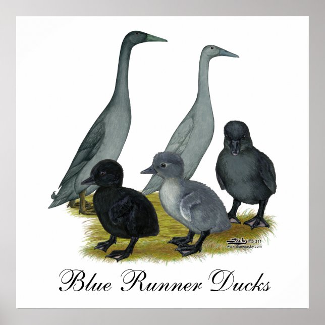 Poster Família de Pato Corredor Azul (Frente)