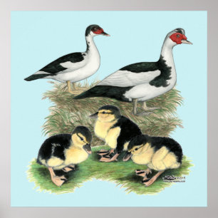 Póster Família de Patos de Peito Preto Muscovy