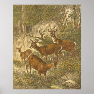Poster Família de Roe - Deers em Floresta