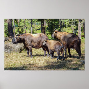 Poster Família de Takin, animal nacional do Butão
