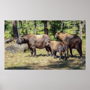 Poster Família de Takin, animal nacional do Butão