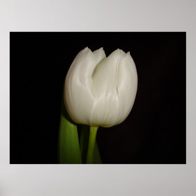 Póster Família de Tulipas Brancas:Liliaceae, Espécie:Lill (Frente)