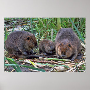 Póster Família do castor