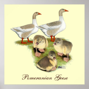 Póster Família do ganso de Pomeranian