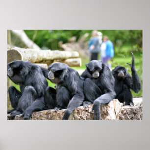 Póster Família do Gibbon de Siamang que relaxa no pa dos