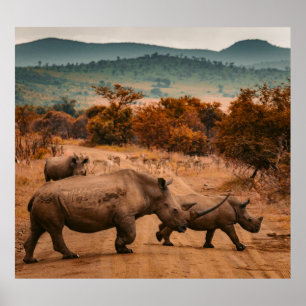 Poster Família do rinoceronte, reserva de Pilanesberg,