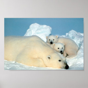 Póster Família do urso polar