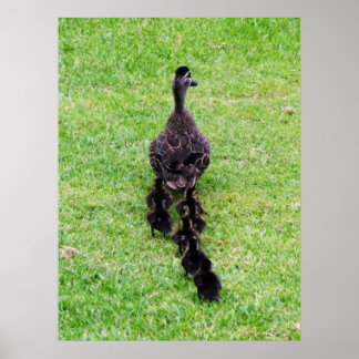 Poster Família Duck
