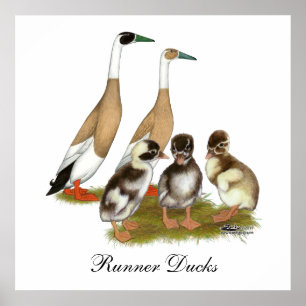 Póster Família escrita do pato do corredor