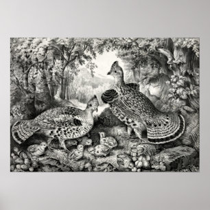 Poster Família Feliz - Agrupamento Ruffed e Jovem - 1866