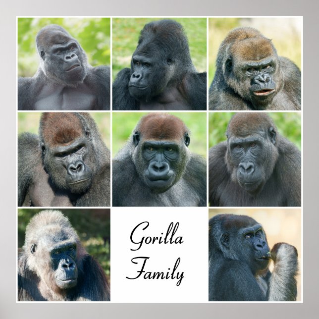 Poster Família Gorilla (Frente)