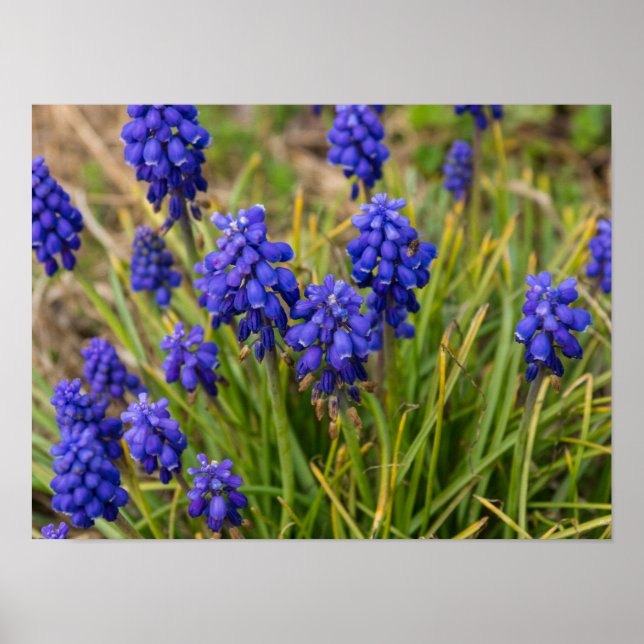 Poster Família Grape Hyacinths (Frente)
