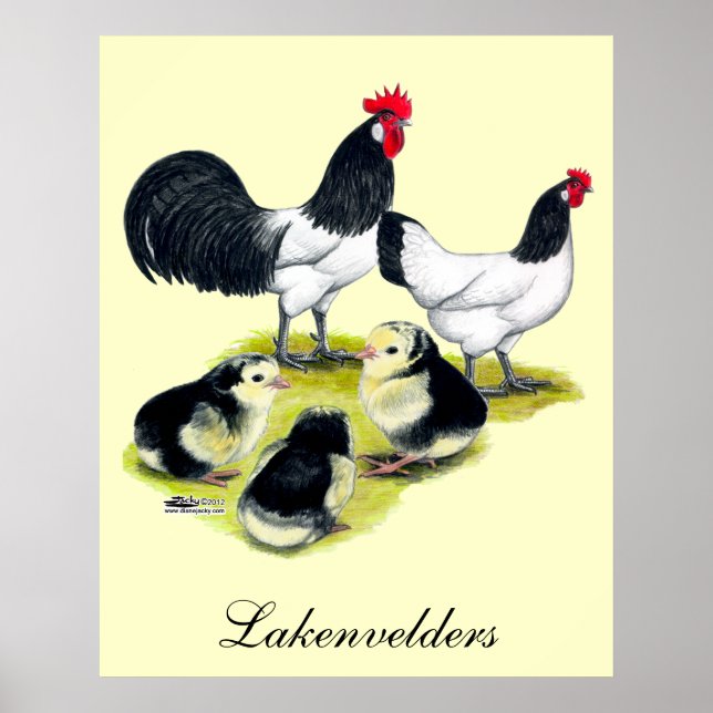 Póster Família Lakenvelder Chicken (Frente)