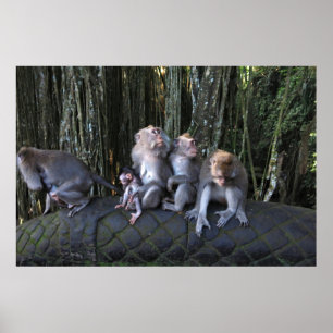 Poster Família Macaque