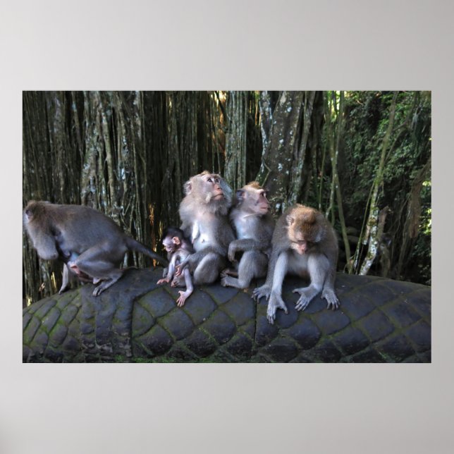 Poster Família Macaque (Frente)