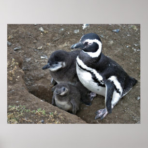 Poster Família Magellanic Penguin