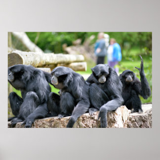 Póster Família Siamang Gibbon relaxando no fota wildlife