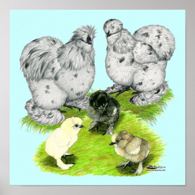 Poster Família Silkie Bantam Splash (Frente)