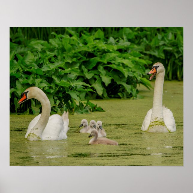 Póster Família Swan (Frente)