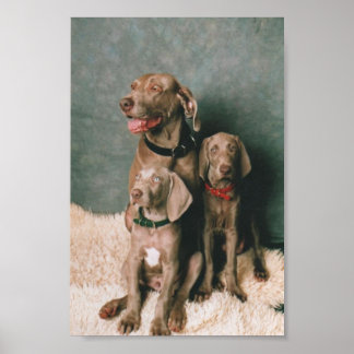 PÓSTER FAMÍLIA WEIMARANER