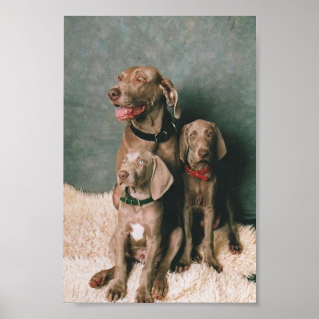 PÓSTER FAMÍLIA WEIMARANER (Frente)