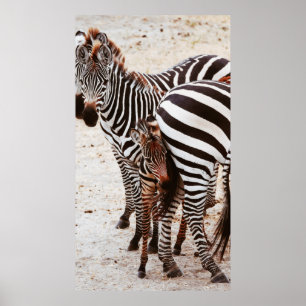 POSTER FAMÍLIA ZEBRA