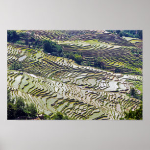 Poster Famosas Terras de Arroz de Yuanyang - Yunnan, Chin