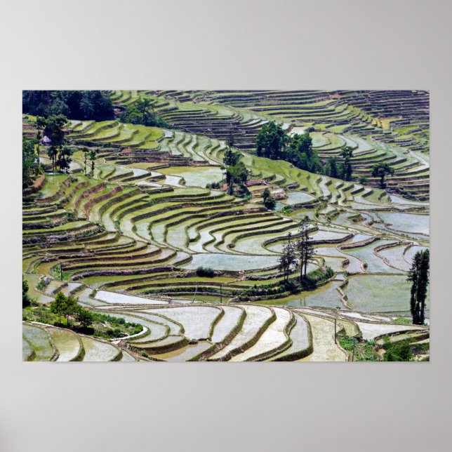 Poster Famosos terraços de arroz de Yuanyang - Yunnan, Ch (Frente)