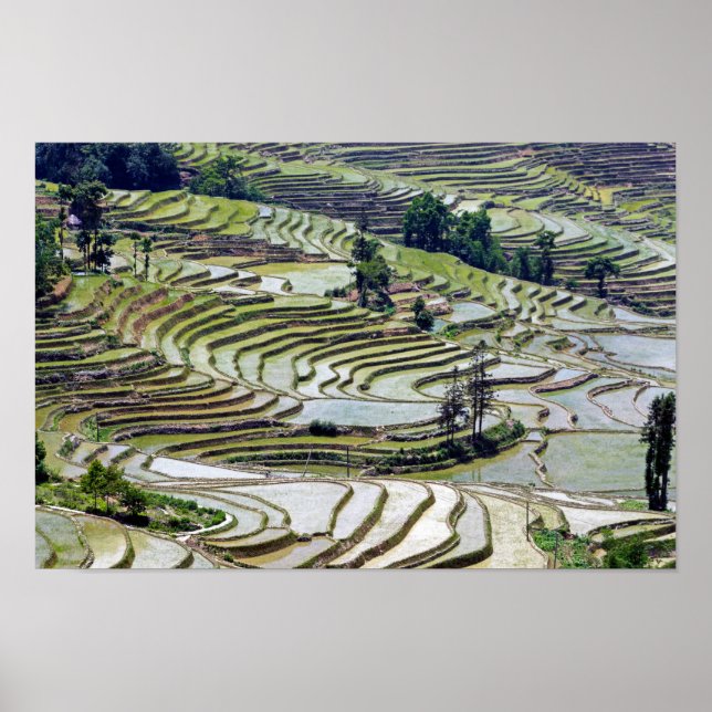 Poster Famosos terraços de arroz yuanyang - Yunnan, China (Frente)