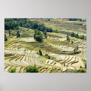 Poster Famosos terraços de arroz yuanyang - Yunnan, China